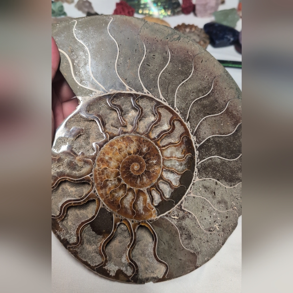 Huge! Natural Ammonite Fossil Art Piece